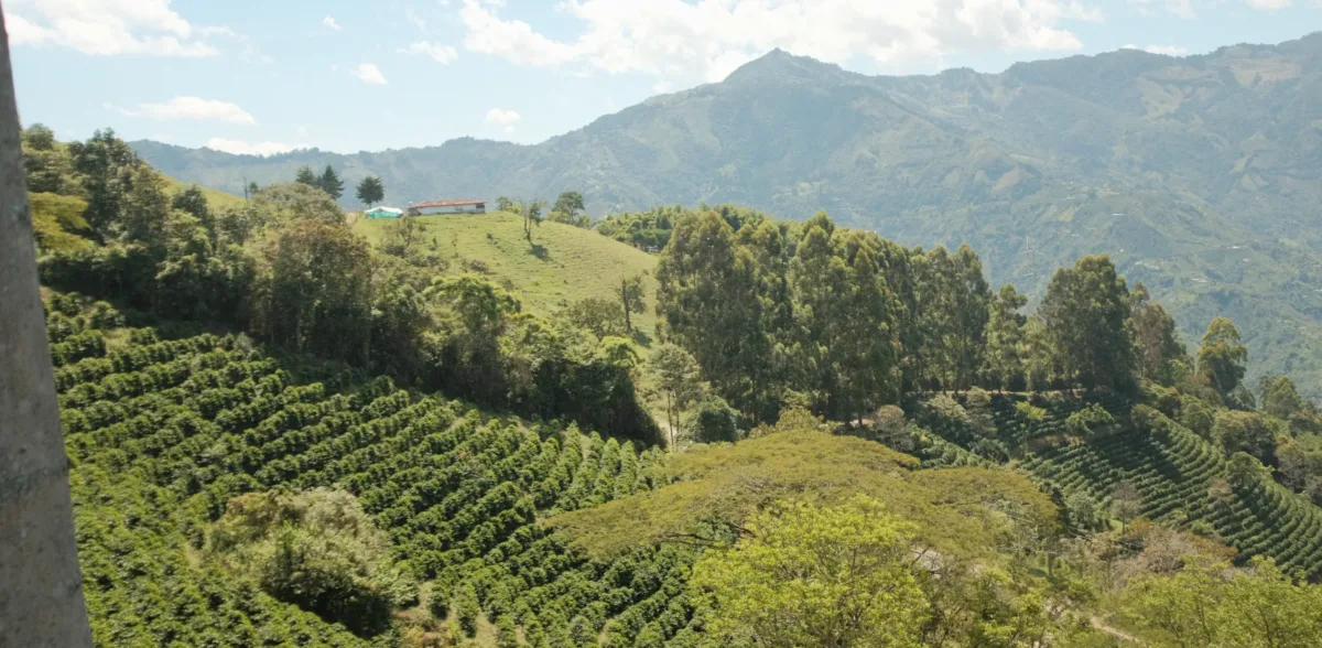 Pergamino lleva el café local a Medellín y el mundo