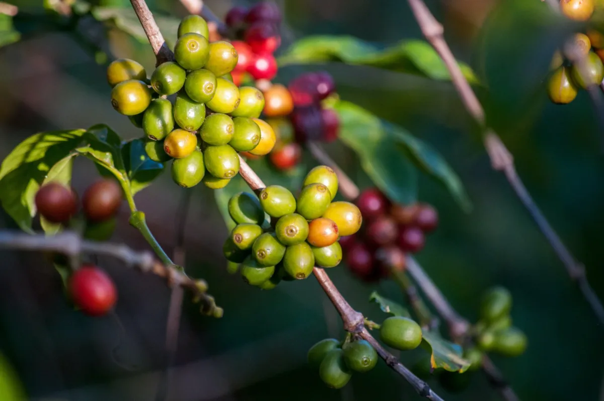 El viaje de Ethos Agriculture desde la visión hasta el impacto en la sostenibilidad del café: segunda parte