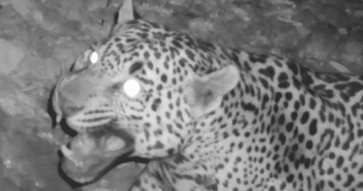 VIDEO: Captan a jaguar cerca de Tucson, Arizona