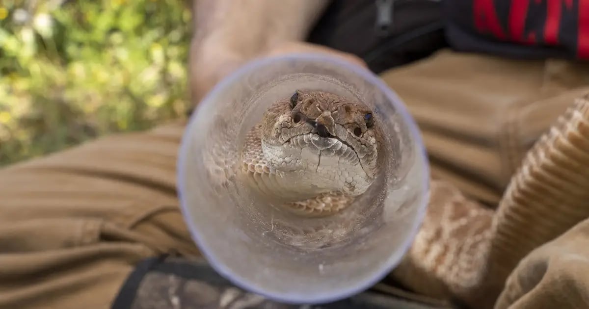 San Diego Zoo estudia serpientes de cascabel