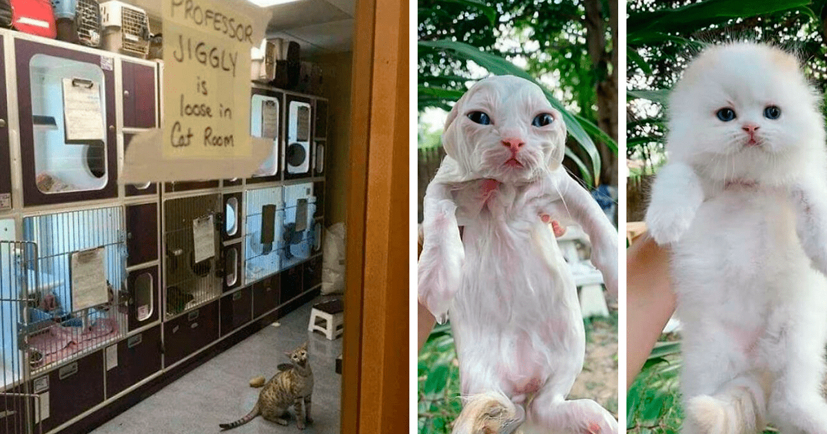50 imágenes de gatos «malditos» que causan caos dondequiera que vayan