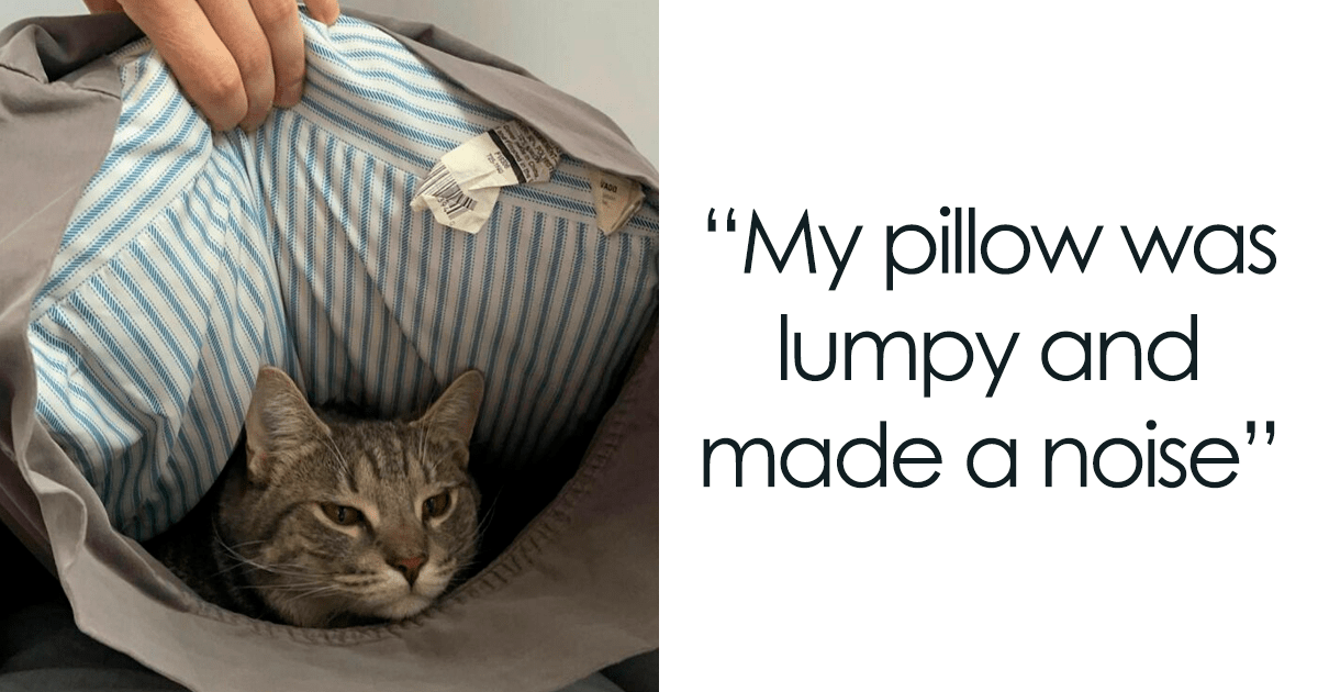 50 veces los gatos hicieron reír a sus dueños y solo tuvieron que compartir fotos en línea