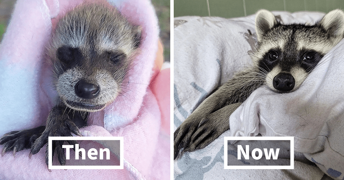 Este mapache rescatado luchó por su vida desde el principio y ahora está prosperando