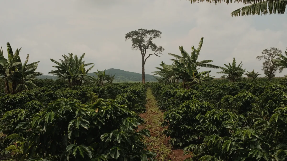 Songwe, Tanzania: Productores que cultivan cafés excepcionales