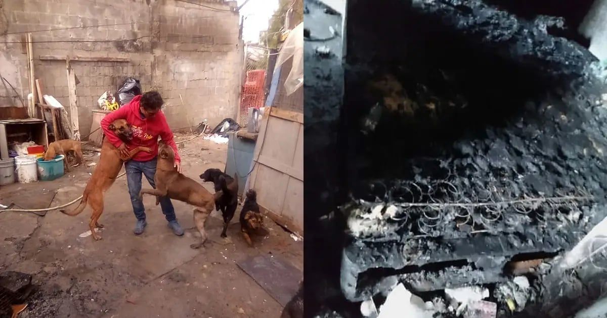 Activista solicita apoyo para reconstruir refugio para perros destruido en Tijuana