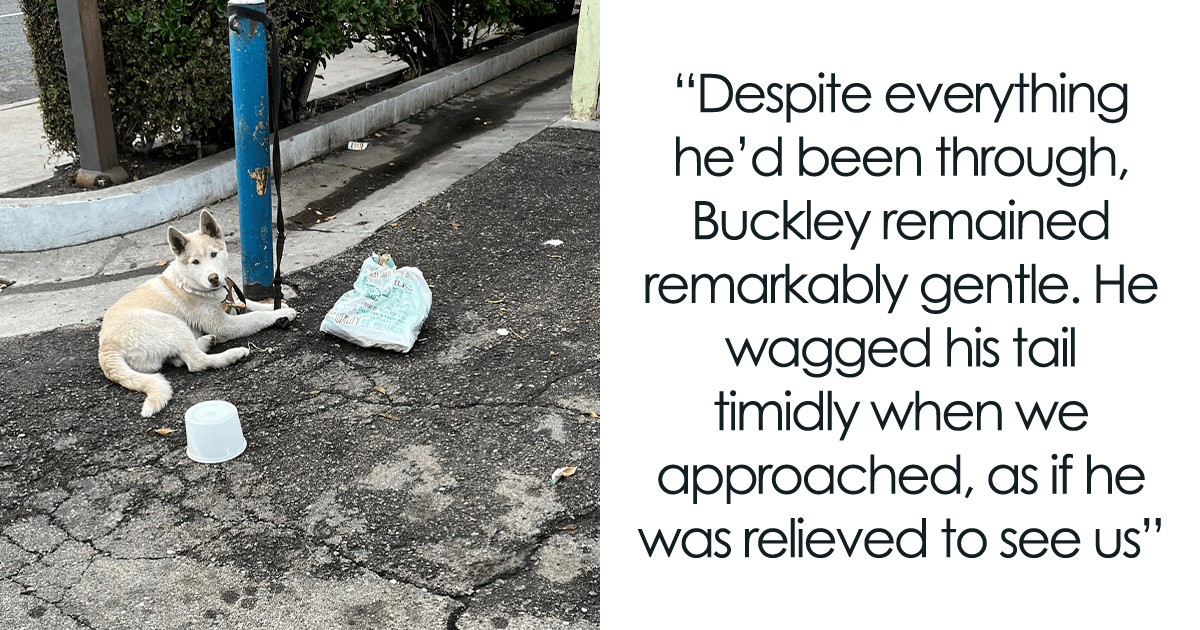 Encontrar la libertad: Buckley, el perro atado a un poste, abraza un hogar para siempre