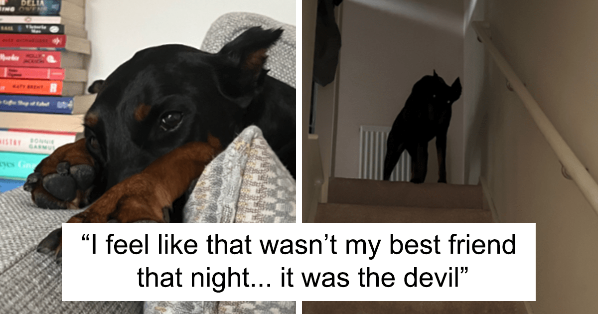 “Ese no era mi mejor amigo, era el diablo”: 30 divertidas mascotas que eran dulces y luego malvadas