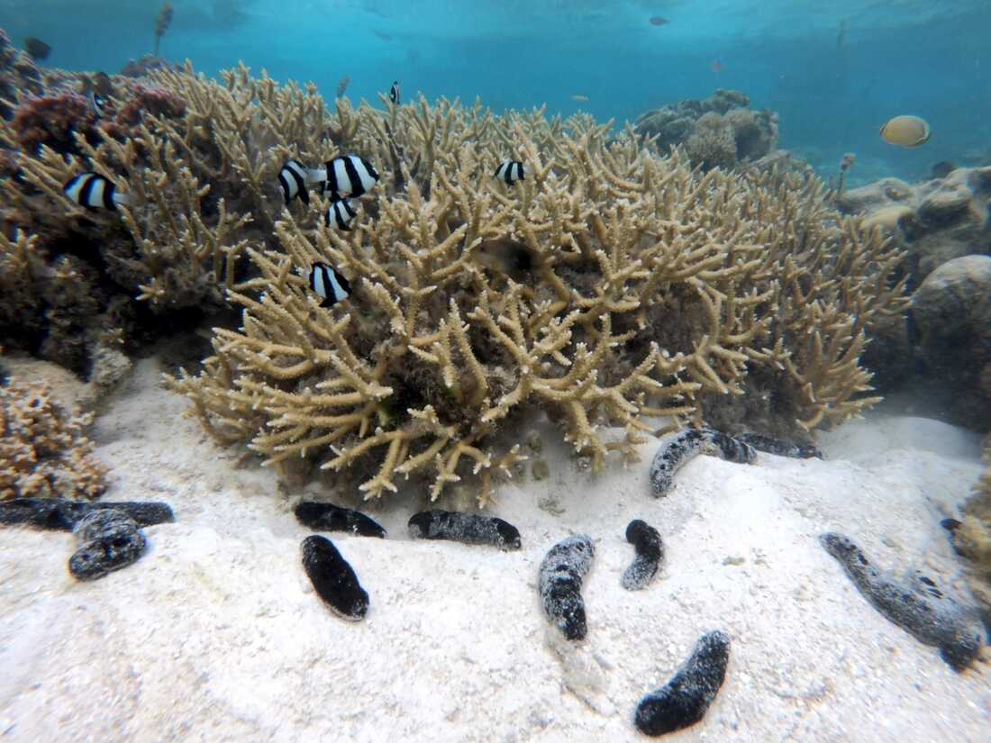 El humilde pepino de mar puede estar ayudando a proteger los arrecifes de coral contra las enfermedades