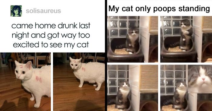 50 de los memes de gatos más divertidos y con los que más te identificas compartidos en esta página de IG