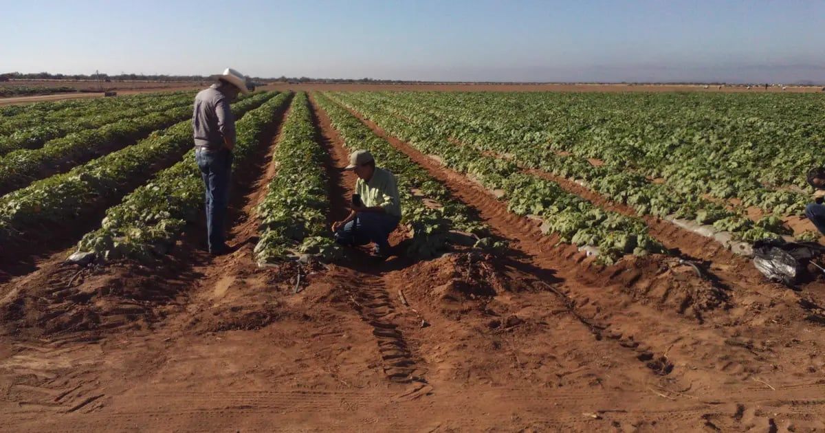 Sector agropecuario impulsa el empleo en Sonora en marzo