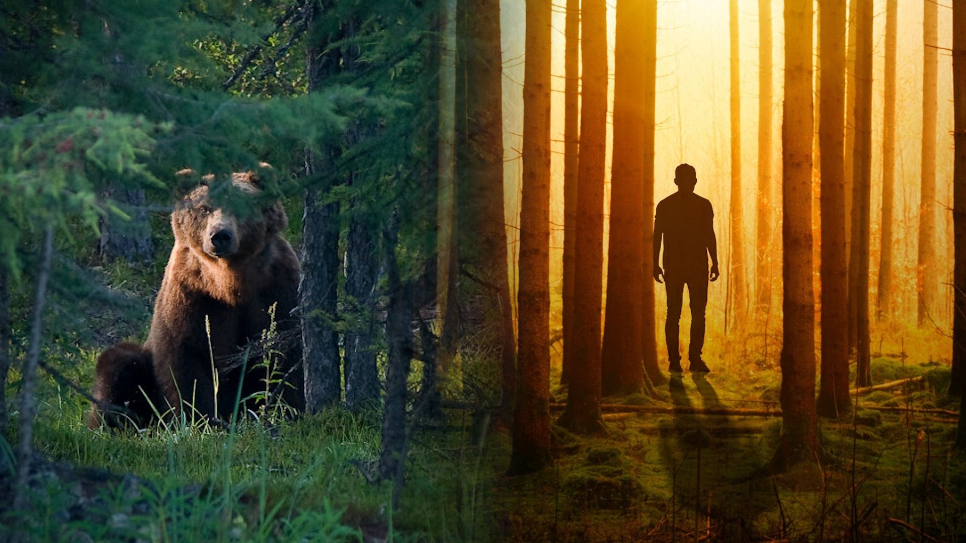 Pregunta sobre el hombre o el oso en el bosque