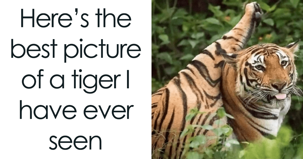 97 memes de animales y naturaleza, compartidos por miembros de este popular grupo de Facebook
