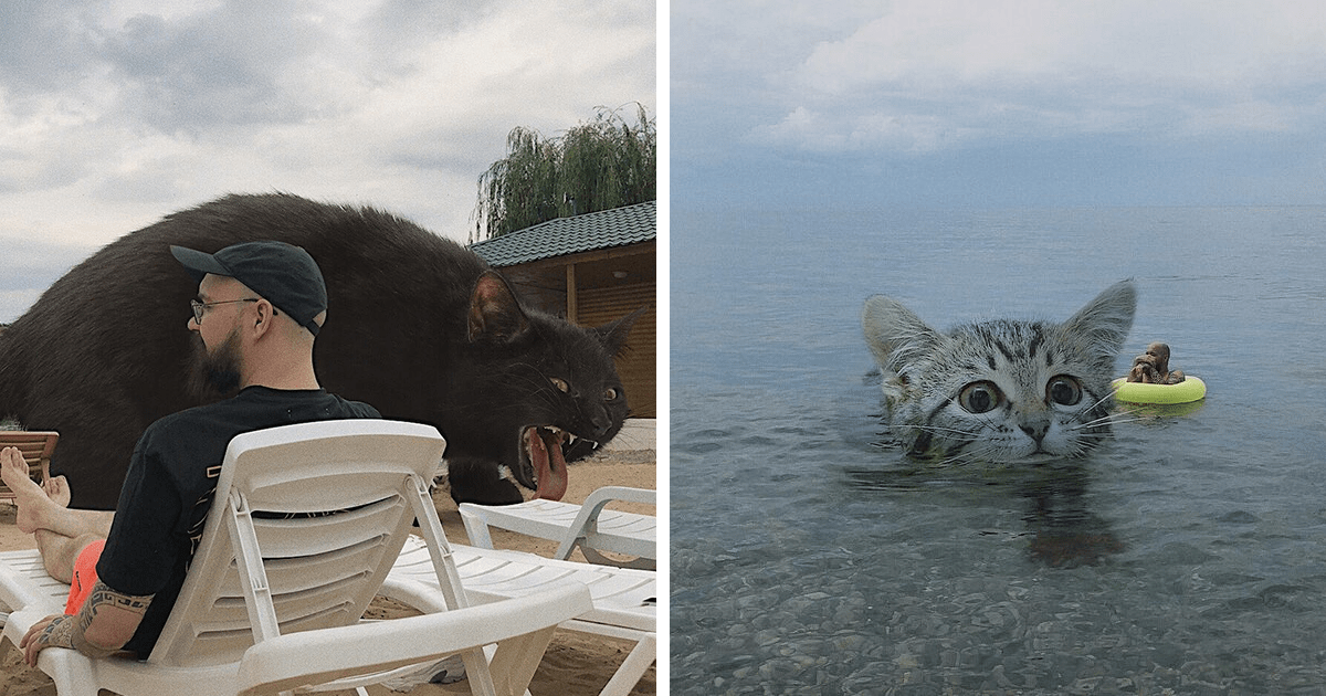 Artista usa Photoshop para darnos un vistazo a su mundo reinventado de vivir con gatos gigantes 25 fotos