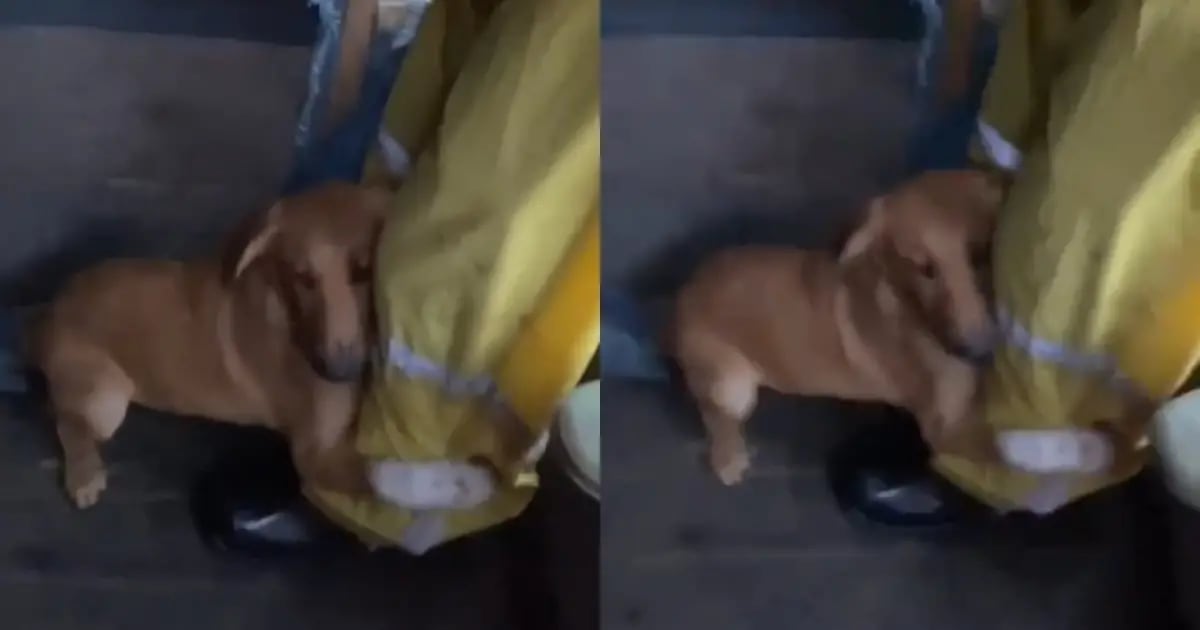 VIRAL: perrito rescatado de las inundaciones de Brasil se aferra a la pierna de su dueño
