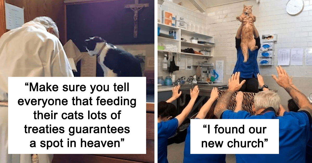 50 fotografías hilarantemente bendecidas que demuestran que los gatos son un regalo de Dios