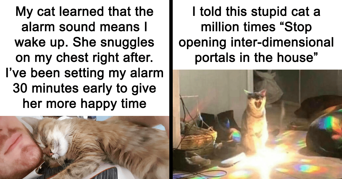 80 memes divertidos de gatos que son mejores que Netflix, como se comparte en «Catsfllix»