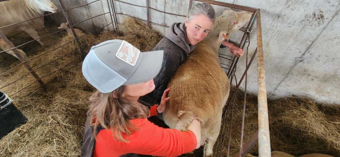 Kristen Kimball y Ann Brown trabajan para ayudar a una oveja a entregar otro conjunto de trillizos después de que un cordero se convierte en violación.