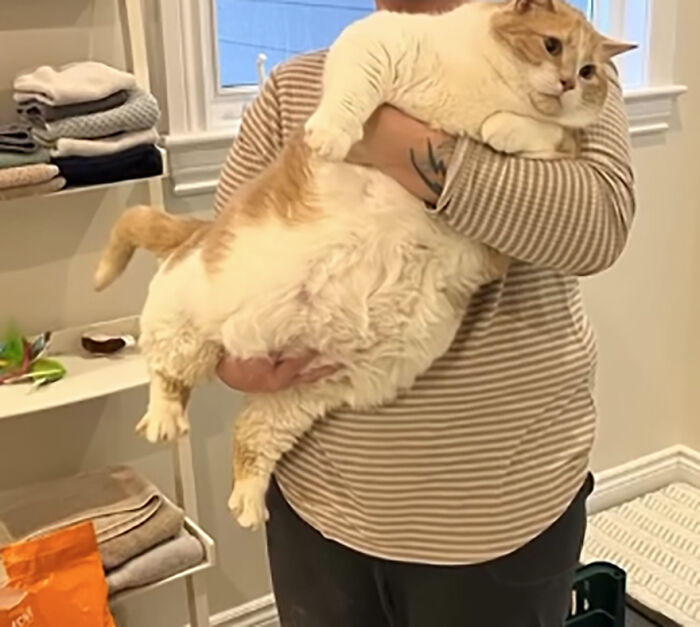Gato con sobrepeso que tiene una persona con una camisa a rayas en una habitación brillante.