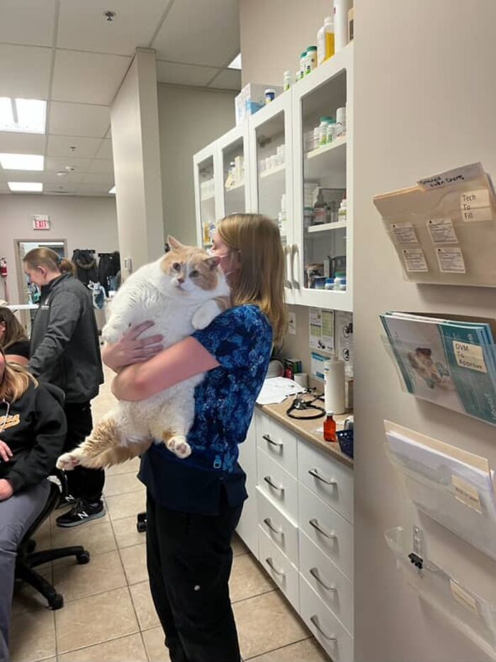 Mujer sosteniendo un gato grande en una clínica veterinaria, mostrando su transformación de peso.