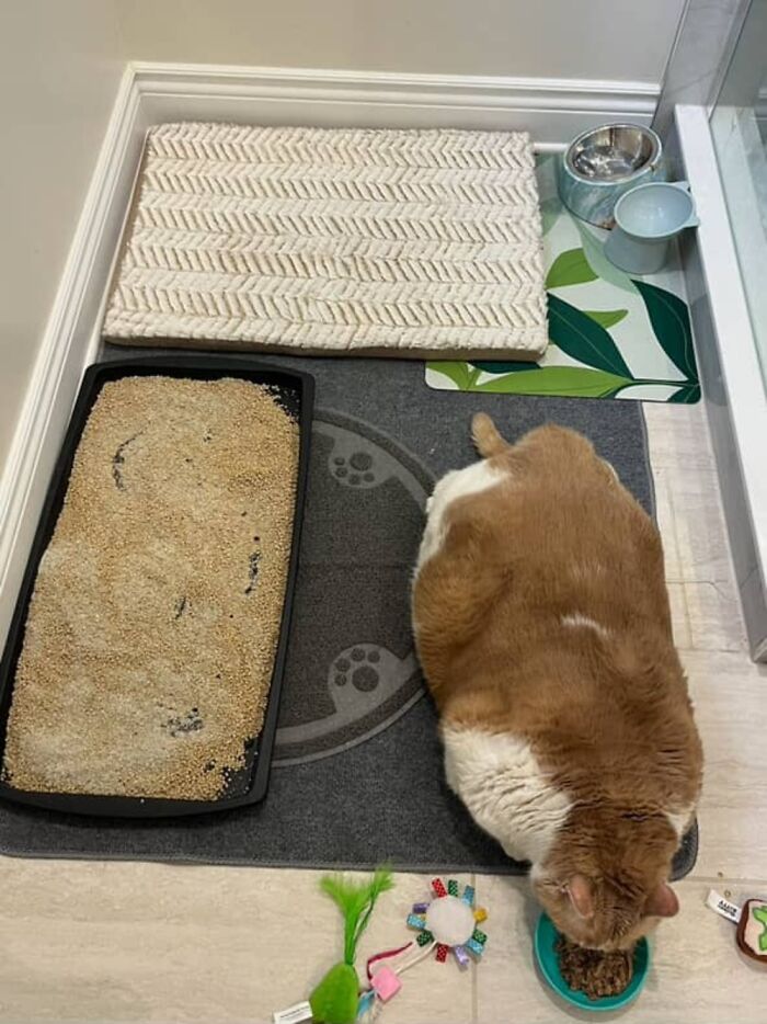 Gato con sobrepeso que come de un tazón, rodeado por una caja de arena y juguetes, ilustrando el viaje de pérdida de peso.
