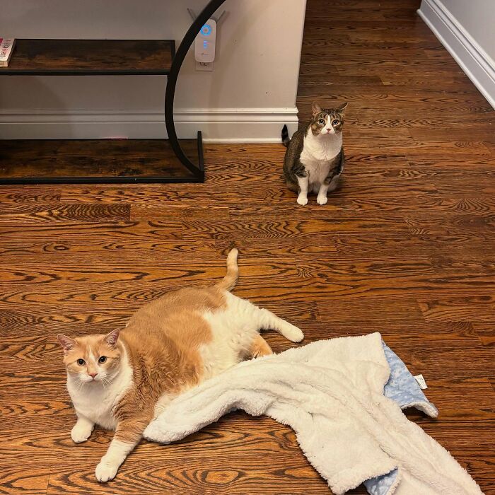 Dos gatos en un piso de madera, con uno ligeramente con sobrepeso, al lado de una manta y estantes, que ilustran la transformación de peso del gato.
