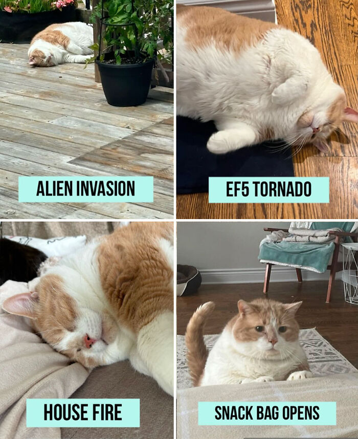 Gato con sobrepeso descansando en poses divertidas etiquetadas "Invasión alienígena," "Tornado EF5," "Fuego de la casa," "Se abre la bolsa de bocadillos.