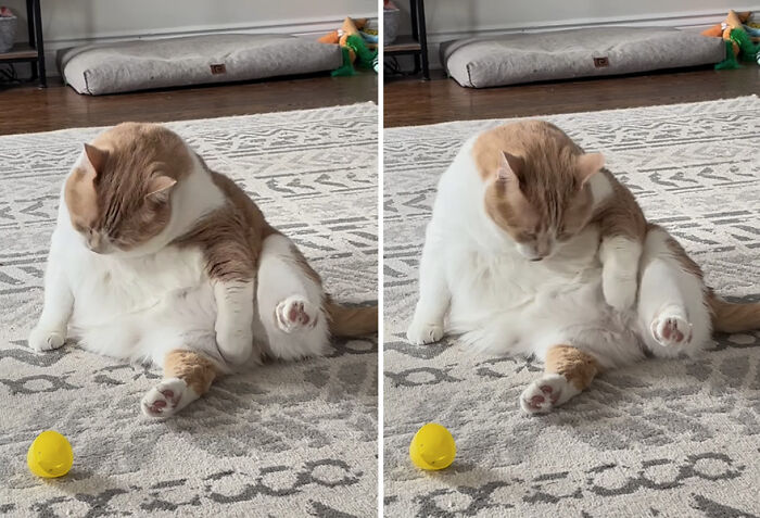 El gato con sobrepeso se sienta en la alfombra, mirando el juguete amarillo, aparece más como un gato normal ahora.