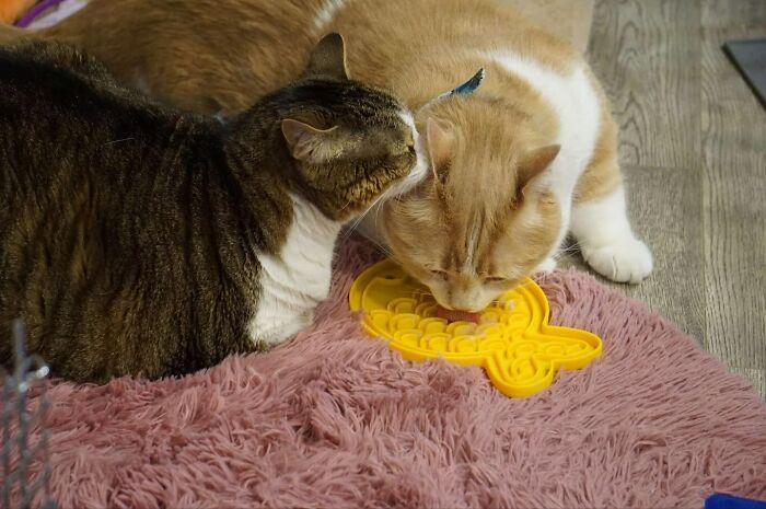 Dos gatos con sobrepeso en una alfombra rosa, uno que come de un alimentador de rompecabezas amarillo.