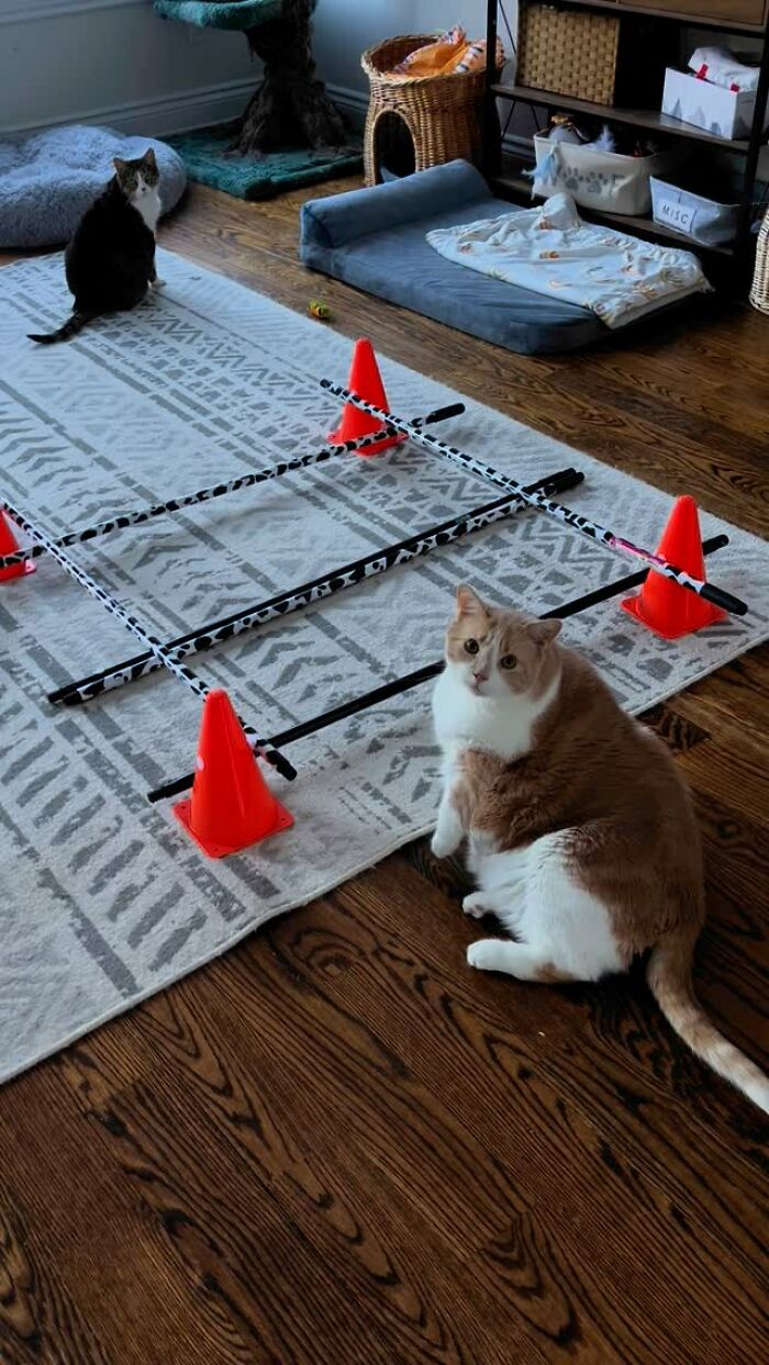 El gato con sobrepeso ahora se ve normal, se sienta cerca de conos en una alfombra en una habitación acogedora con otro gato.