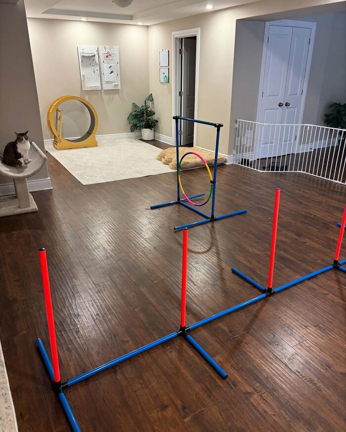 Configuración interior para ejercicio CAT con equipos de agilidad y un árbol de gatos.