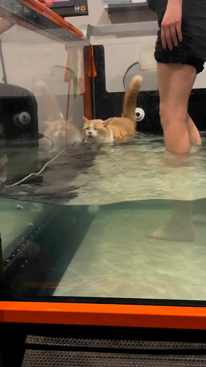 Cat in Water Therapy con una persona, que ilustra su viaje de pérdida de peso de un peso increíblemente con sobrepeso a un peso normal.
