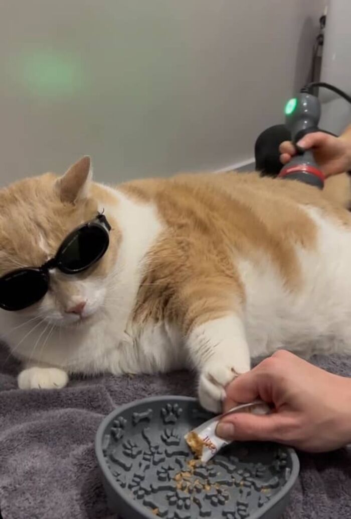 Gato con sobrepeso que usa gafas de sol, recibe tratamiento, pase a un peso normal.