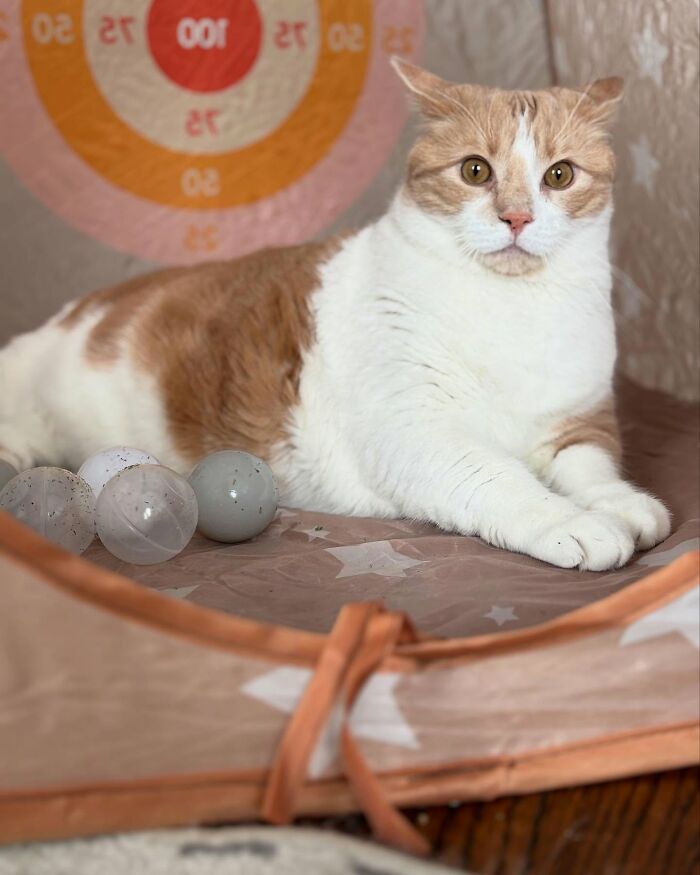 Cat con sobrepeso que se relaja en interiores, rodeado de juguetes y un telón de fondo de Target.