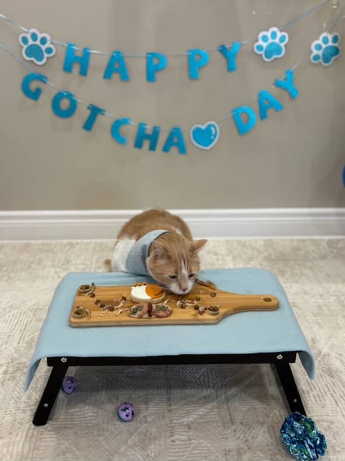 Cat con sobrepeso celebra el día de Gotcha con una comida especial, luciendo saludable y normal.