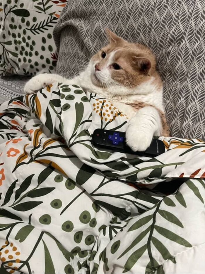 Cat bajo una manta frondosa, sosteniendo un control remoto, que representa la pérdida de peso de 43 libras a verse normal.