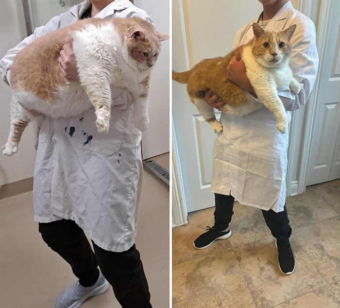 Transformación de gatos con sobrepeso: antes y después de la pérdida de peso, sostenida por una persona con una bata blanca.