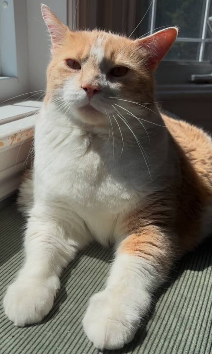 Gato con sobrepeso descansando junto a una ventana, ahora se ve saludable y normal.