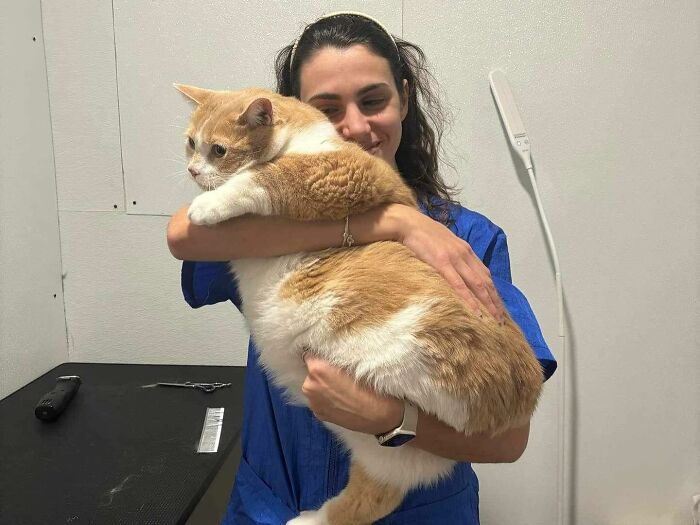 Una mujer con matorrales azules sosteniendo un gato con sobrepeso, destacando su transformación de tamaño.