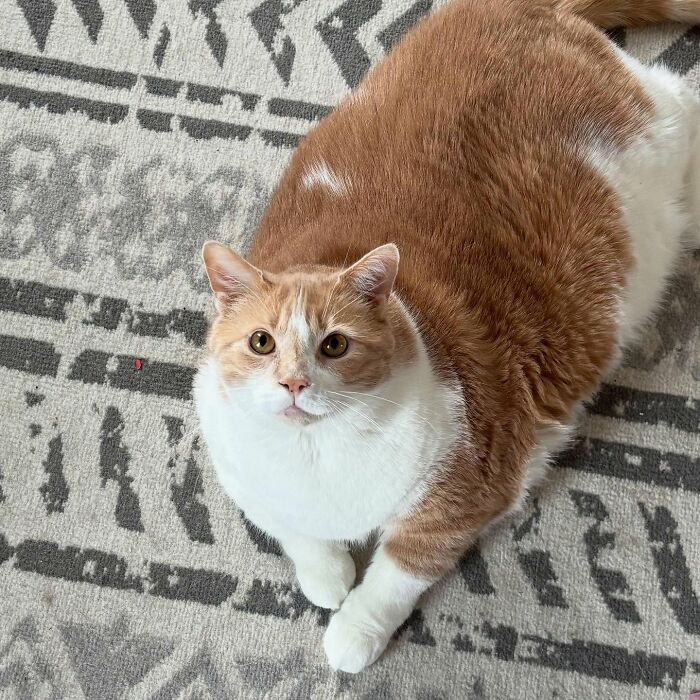 Gato con sobrepeso con piel naranja y blanca en la alfombra estampada, mirando hacia arriba.