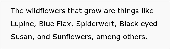 Los flores silvestres como el lupino, el lino azul, la araña, las ojos negros de los ojos y los girasoles crecen en un patio de hábitat de vida silvestre certificado.