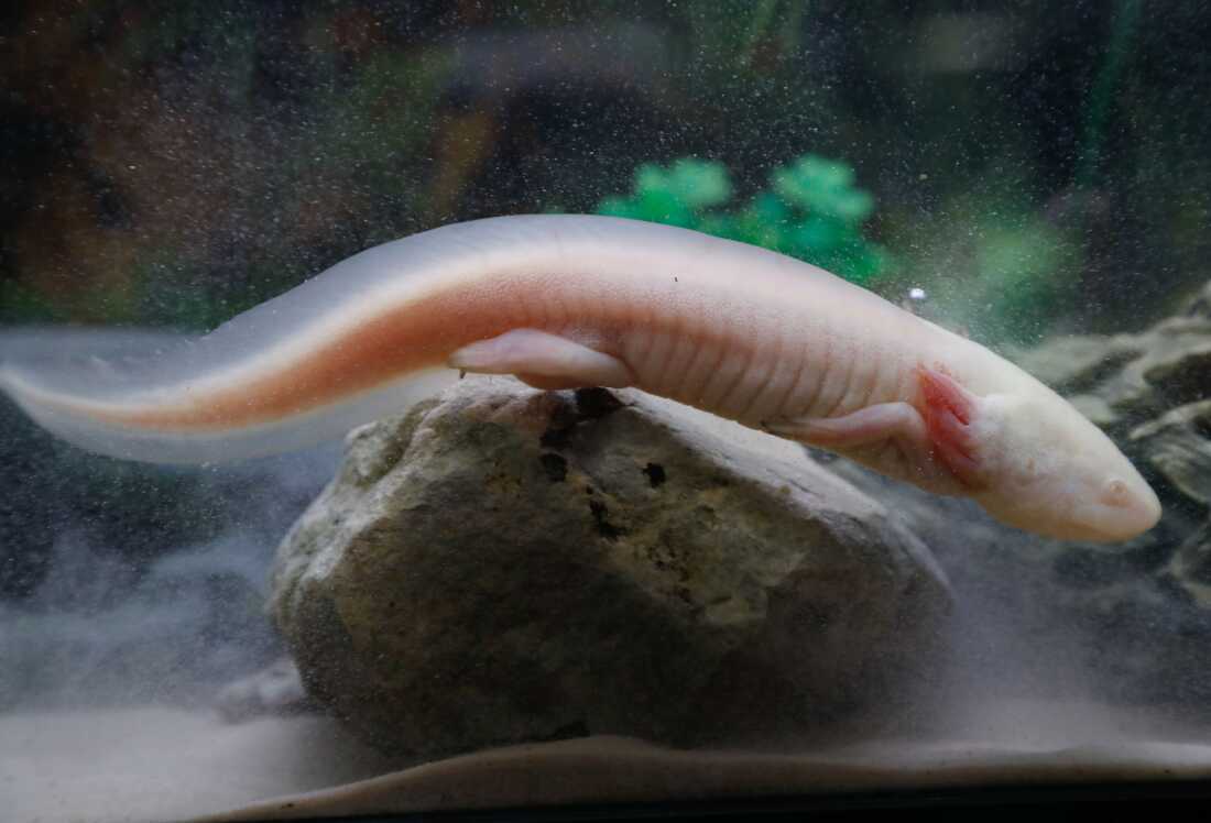 Un Axolotl, también conocido como salamandra mexicana, se muestra en una tienda en París.