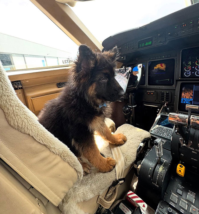 Puppy sentado en el asiento de la cabina del avión, destacando a Sydney Sweeney se golpeó para desfilar en la alfombra roja de Met Gala.