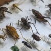 Las muestras de insectos que los especialistas agrícolas buscan al inspeccionar flores para plagas nocivas en el Aeropuerto Internacional de Miami en Miami, Florida, el 7 de febrero de 2024.