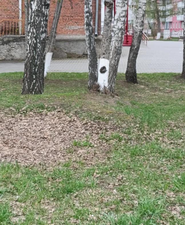 Una foto de un árbol con blanco y un círculo negro pintado en él. Se está comparando con Minos Prime.