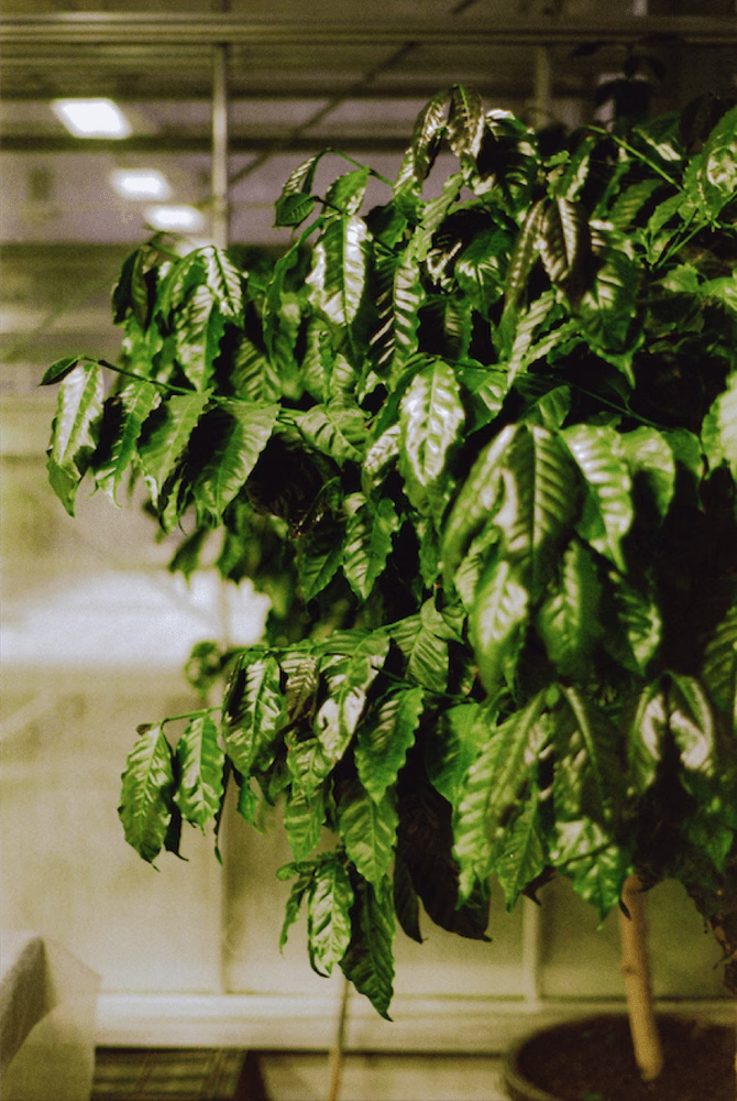 Una planta de café en maceta en uno de los laboratorios de invernadero de Poma Coffee.