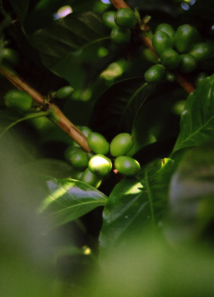 Greenhouse Labs: un primer plano de una planta de café muestra cerezas de café verde rodeadas de hojas verdes.