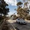Los autos conducen debajo de un árbol derribado por viento en Ventura, California. El 19 de enero de 2021.