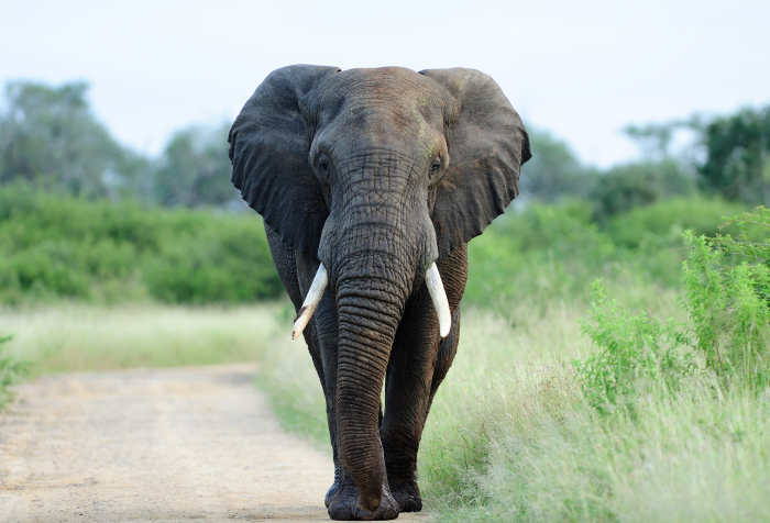 Elefante caminando sobre un camino de tierra rodeado de hierba y arbustos, uno de los animales que comienzan con E y donde viven.