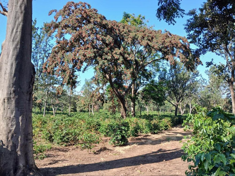 Proyecto consenso: un gran árbol se encuentra en el medio de un campo.