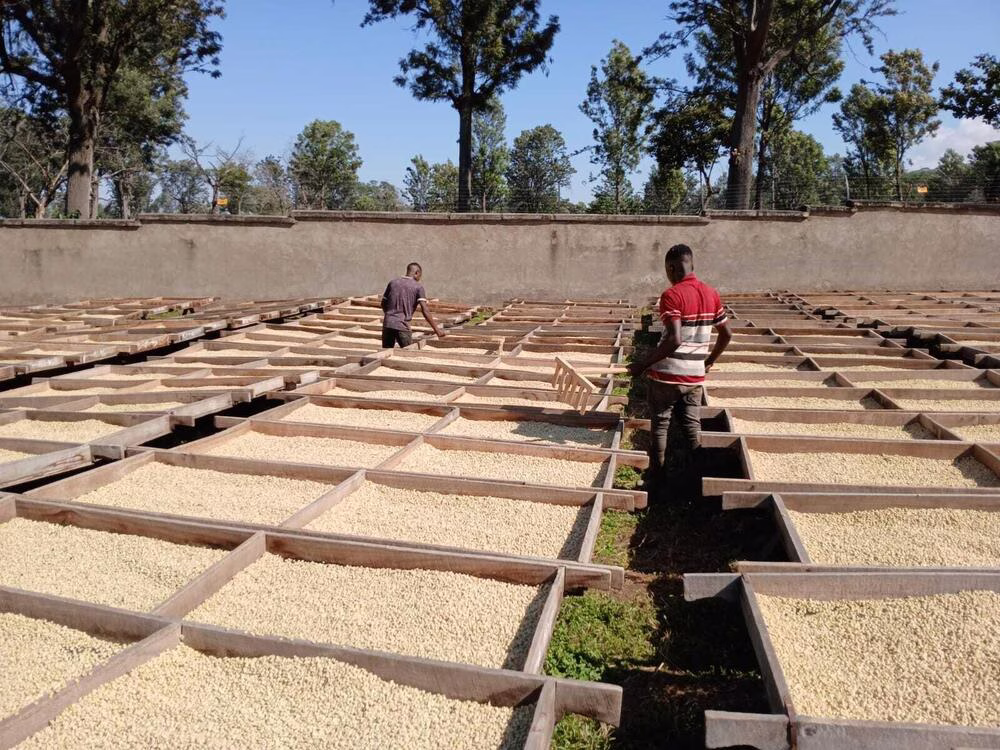 Proyecto Consenso: una vista del procesamiento de los productores de café y clasificación de granos de café recién cosechados.
